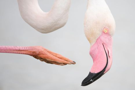 Las deslumbrantes imágenes de los premios Fotógrafo de la Vida Silvestre 2025 Las deslumbrantes imágenes de los premios Fotógrafo de la Vida Silvestre 2025
