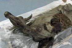 hallan un bisonte congelado de 9.000 anos