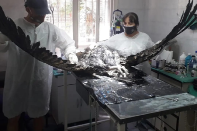 MDZol | La necropsia al cóndor mostró el grave daño que recibió. Foto: Fundación Cullunche