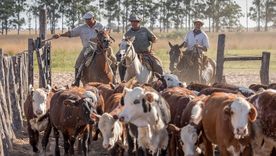el ganado entra en pausa tras meses de subas y ajuste de precios