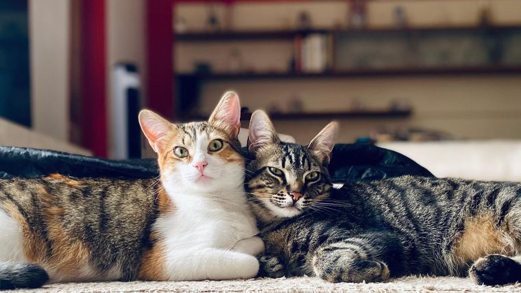 Una pelea real entre mascotas se caracteriza por gruñidos, bufidos y colas rígidas. Una pelea real entre mascotas se caracteriza por gruñidos, bufidos y colas rígidas.