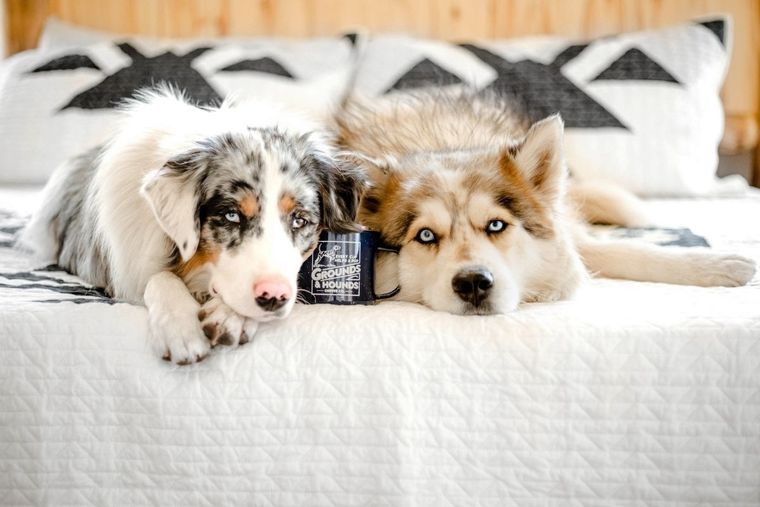 Perros Perros, Raza de perro Foto: Canva