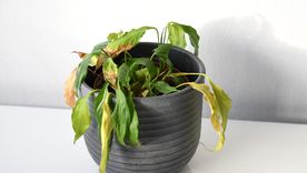 Con unos pequeños cambios, lograrás que se recupere y vuelva a mostrar su belleza. Con unos pequeños cambios, lograrás que se recupere y vuelva a mostrar su belleza.