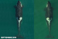 SR³ - Sealife Response, Rehabilitation & Research Foto: RT SR³ - Sealife Response, Rehabilitation & Research Foto: RT