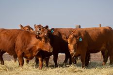 la municipalidad de lavalle decreto la emergencia pecuaria la municipalidad de lavalle decreto la emergencia pecuaria