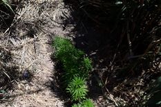 En fila Las plantas estaban cuidadas, aunque nadie se quiso hacer cargo de la manera en que habían llegado ahí. Foto: Min. de Seguridad.