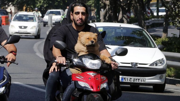 También se ha prohibido transportar a los perros en vehículos particulares.