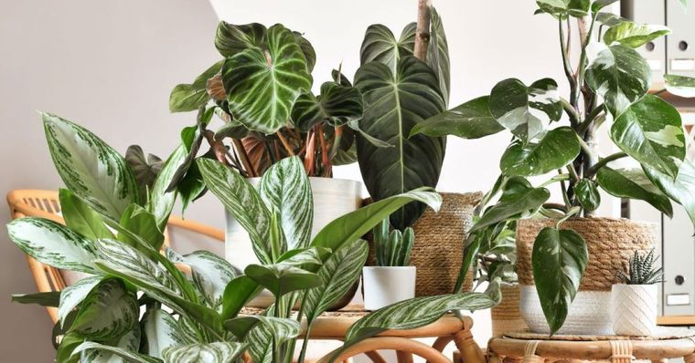 Si querés darle un toque de frescura y elegancia a tu hogar, esta planta es la respuesta correcta Foto: Shutterstock