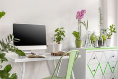 Oficina Plantas para decorar este espacio Foto: Shutterstock