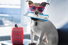 Puedes viajar con tu perro sin problemas pero debes saber esto Foto: Ámbito