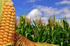 caen las retenciones agricolas: asi quedan los porcentajes para granos, harinas y aceites