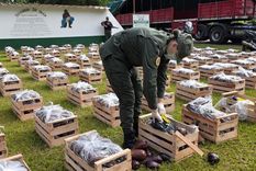 FOTO: Salta: intentaban traficar más de 31 kilos de cocaína ocultos en cajones con berenjenasMás de 31 kilos de cocaína que iban ocultos en cajones de berenjenas fueron decomisados por efectivos de Gendarmería Nacional en la ciudad salteña de Pichanal, prrovincia de Salta.