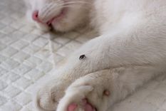 Protege a tu mascota con algunos productos naturales Foto: SHUTTERSTOCK