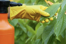 Aprende a realizar un insecticida con ingredientes caseros Foto: Shutterstock