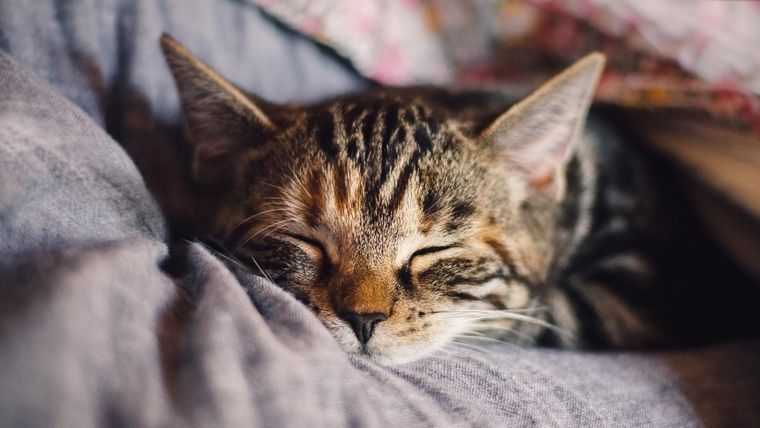 Consejos para que tu gato no arañe el sofá Estos animales pueden convertirse una amenaza para los muebles. Foto: Pexels
