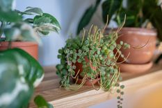 peperomia Una planta con muchos beneficios. Foto: Fuente: Shutterstock