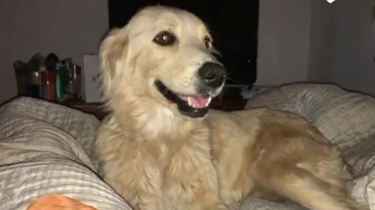 La perrita fue adoptada por un joven mendocino