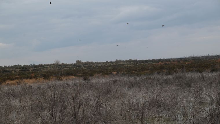 El terreno en el que Aysam realiza los vuelcos cloacales en calle Los Pinos es de 12 hectáreas. El terreno en el que Aysam realiza los vuelcos cloacales en calle Los Pinos es de 12 hectáreas.