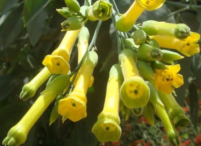 Palán-palán o Nicotiana glauca.