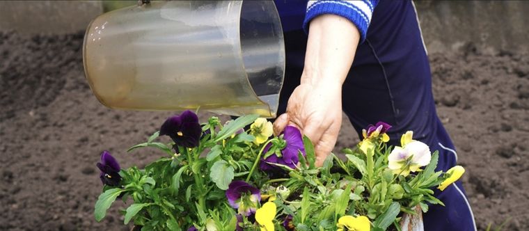 Riega tus plantas con este líquido súper fácil de realizar Foto: Shutterstock