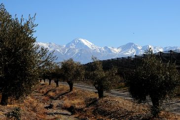 Vinexpo Explorer Mendoza 2026: The Bulk Wine Chapter es uno de los eventos más esperados del año en la industria vitivinícola. Vinexpo Explorer Mendoza 2026: The Bulk Wine Chapter es uno de los eventos más esperados del año en la industria vitivinícola.