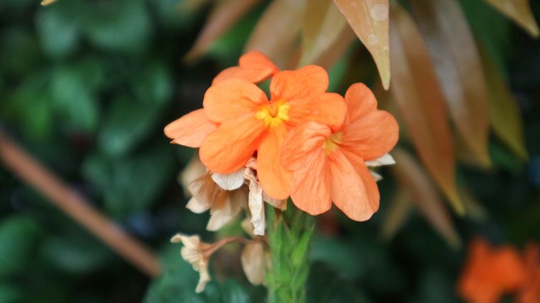 Sus flores naranjas y rojas aportan color constante al jardín. Foto: Shutterstock Sus flores naranjas y rojas aportan color constante al jardín. Foto: Shutterstock 