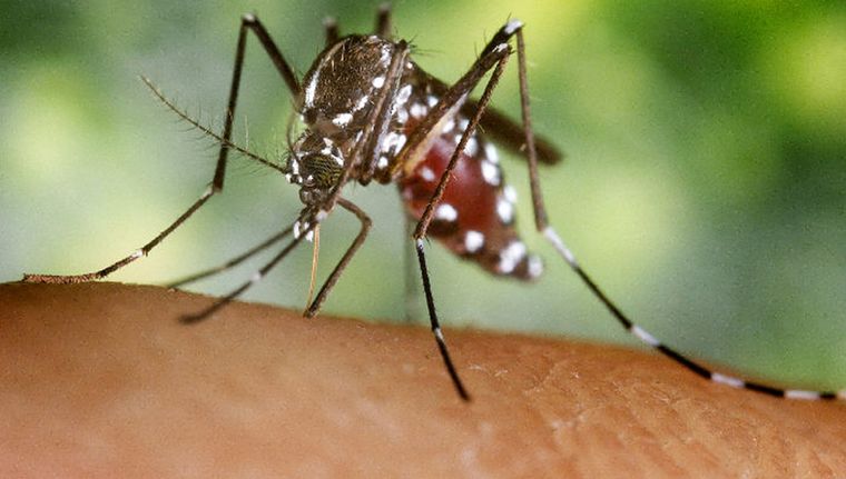 Las segundas infecciones de dengue pueden ser más severas. Foto: Shutterstock