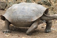 descubren una tortuga gigante que se creia extinta hace mas de un siglo