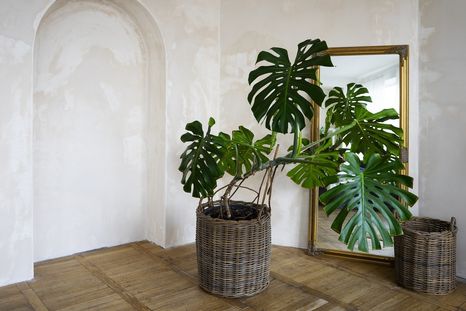 Plantas ideales para el pasillo. Foto: Fuente: Freepik