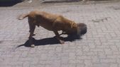 Vecinos están preocupados por un pitbull que habría matado a 9 mascotas y mordido a 3 vecinos Foto: NA Vecinos están preocupados por un pitbull que habría matado a 9 mascotas y mordido a 3 vecinos Foto: NA