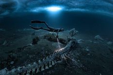 Los buzos nadaron entre unos 20 cadáveres de ballenas minke.