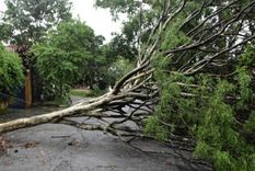 Los vientos provocaron la caída de árboles en varios estados brasileños Foto: X