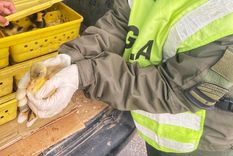 Gendarmería compartió las imágenes de las aves en las redes sociales Foto: Gendarmería / Noticias Argentinas