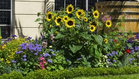 Los girasoles se pueden multiplicar solos. Foto: Shutterstock Los girasoles se pueden multiplicar solos. Foto: Shutterstock