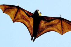 morir de risa con su terror: la madre horrorizada con un murcielago