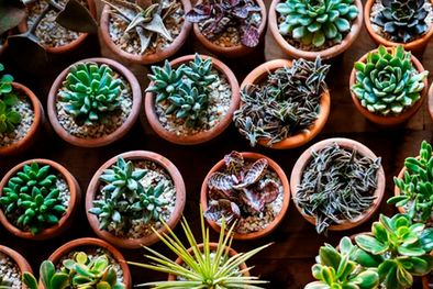MDZol | Muchas personas prefieren las plantas de interior pequeñas ya que son más fáciles de incorporar en un espacio de cualquier tamaño. Foto: Dmitrii Marchenko - homesandgardens.com
