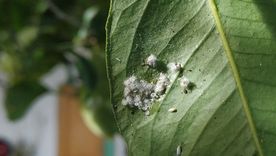 En tiempos en que muchos optan por soluciones más ecológicas, estos métodos caseros se posicionan como una alternativa práctica y sostenible Foto: coconet