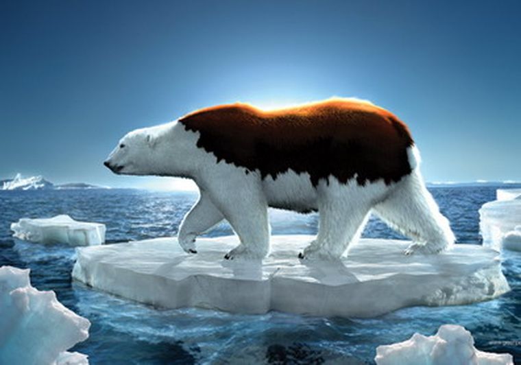 Oso polar derritiéndose; composición de Greenpeace.