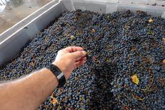 El Gobierno puso a disposición un crédito para cosecha y acarreo.&nbsp;