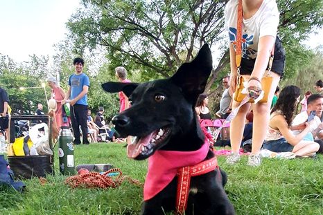 Zuri, es una de la perritas que busca un hogar y cada sábado asiste al Parque Central a las jornadas que organiza Estoy Aquí Mendoza. Zuri, es una de la perritas que busca un hogar y cada sábado asiste al Parque Central a las jornadas que organiza Estoy Aquí Mendoza.