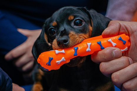 El 23 de marzo se celebra el Día del Cachorro. El 23 de marzo se celebra el Día del Cachorro.