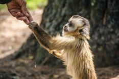 Fundado por María Alejandra Juarez y reconocido por el Instituto Jane Goodall y Proyecto Gran Simio (GAP), Proyecto Carayá se ubica en la provincia de Córdoba y es el primer y único centro de primates en Argentina. Foto: Foto Diego Eusebi para la página Proyecto Carayá