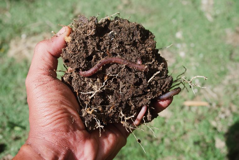 Las lombrices son grandes aliadas en el cuidado natural del jardín. Foto: Shutterstock