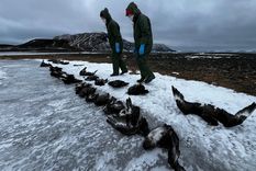 Los investigadores sospechan que el virus de la gripe aviar H5N1 mató a los pingüinos aunque las pruebas de campo no fueron concluyentes Foto: Federation University Australia