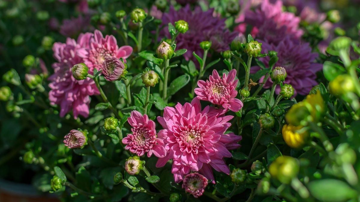 Jardinería: las flores que atraen la prosperidad y el amor al hogar