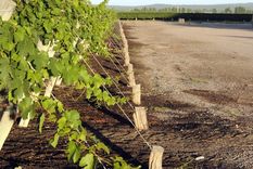 La vitivinicultura está a pasos de perder competitividad, una vez que se reestablezcan los derechos de exportación, esta vez en el 8% de los montos embarcados. Foto: ALF PONCE MERCADO / MDZ