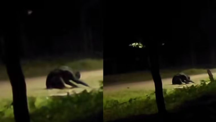 Una extraña criatura fue vista en la provincia de Santa Fe. Foto: Captura del video de TikTok