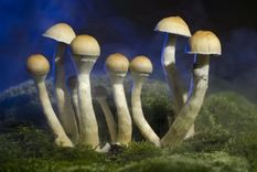 La psilocibina es un ingrediente clave en los hongos mágicos. Foto: GETTY IMAGES
