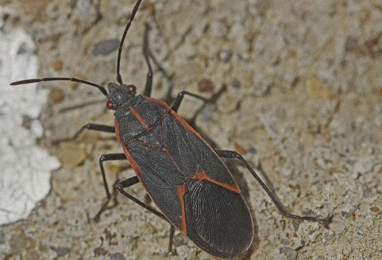 Chinche del acre en Mendoza: mitos y verdades sobre su presencia. Foto: Gentileza