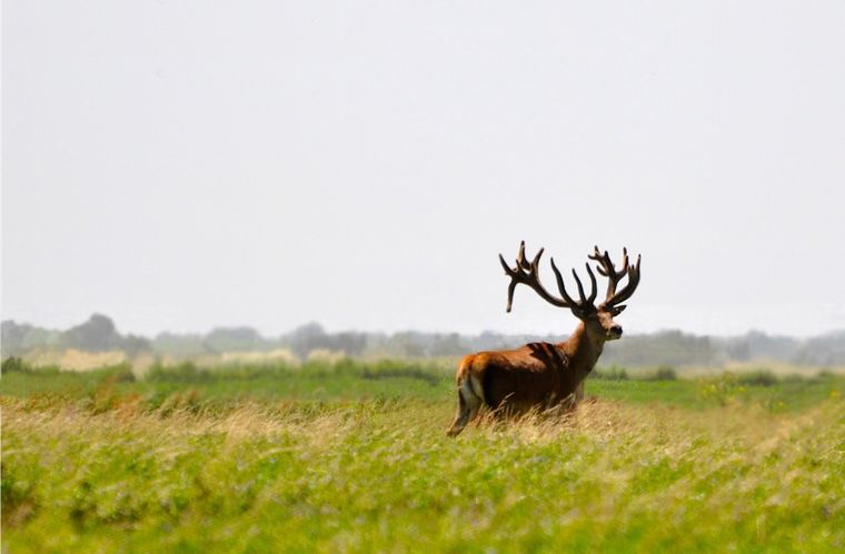 La habilitación de cotos en Mendoza reabrió interrogantes sobre cómo se controla la fauna invasora y qué rol cumplen estos establecimientos. La habilitación de cotos en Mendoza reabrió interrogantes sobre cómo se controla la fauna invasora y qué rol cumplen estos establecimientos.